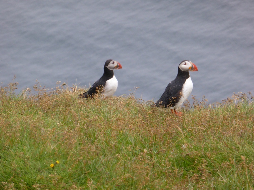 puffins in iceland a day trip to the westman islands puffins in iceland a day trip to the westman islands